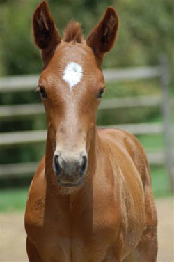 foal