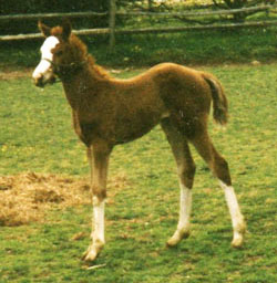 leighfoal