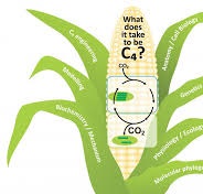 chloroplast cell biology